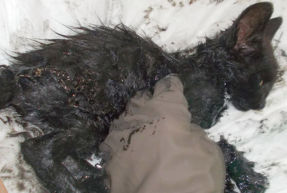 Kociak wpadł do smoły. Miał wielkie szczęście