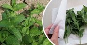 To najlepsza metoda suszenia ziół. Na długo zachowają swój niepowtarzalny aromat