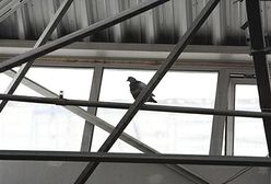 Początek prac porządkowych w Katowicach