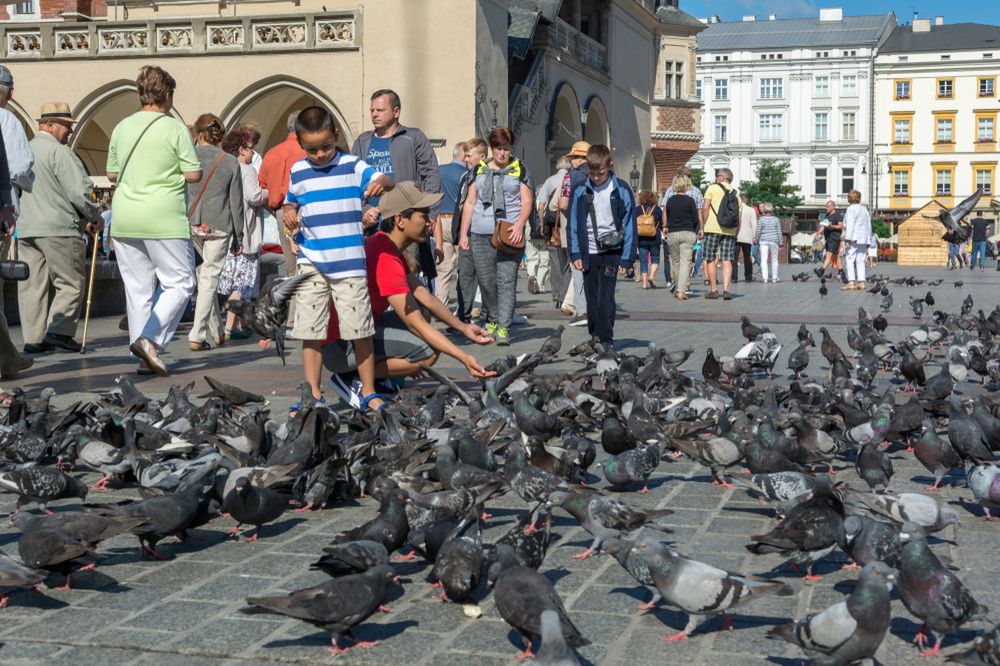 Zagrożeniem dla polskich zabytków są… ptaki. Stanowią coraz większy problem