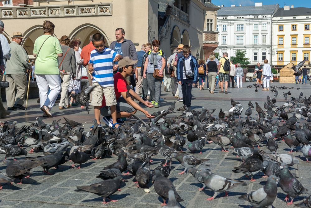 Zagrożeniem dla polskich zabytków są… ptaki. Stanowią coraz większy problem