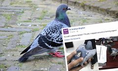 Zatrzymano gołębia. Ptak przemycał narkotyki do innego kraju