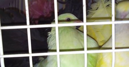 Ukrainka pokazywała "egzotyczne ptaki" w Krakowie