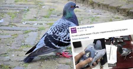 Zatrzymano gołębia. Ptak przemycał narkotyki do innego kraju