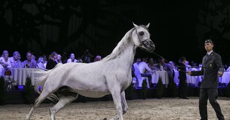 Pride of Poland najlepsze od 4 lat. Sprzedano 14 koni