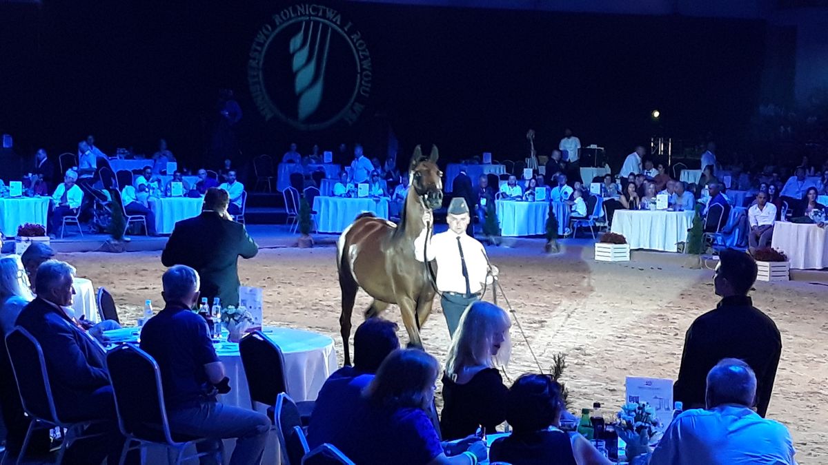 Pokazy wróciły do Janowa, a wraz z nimi część publiczności. W sobotę trybuny liczące na oko 500 miejsc były mocno zapełnione. 