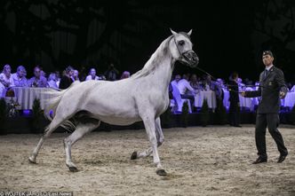 Pride of Poland najlepsze od 4 lat. Sprzedano 14 koni