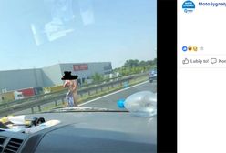 Nagi mężczyzna na S11 biegał po autach. Akcja służb