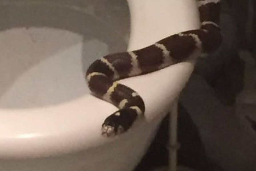 wąż w toalecie olawa