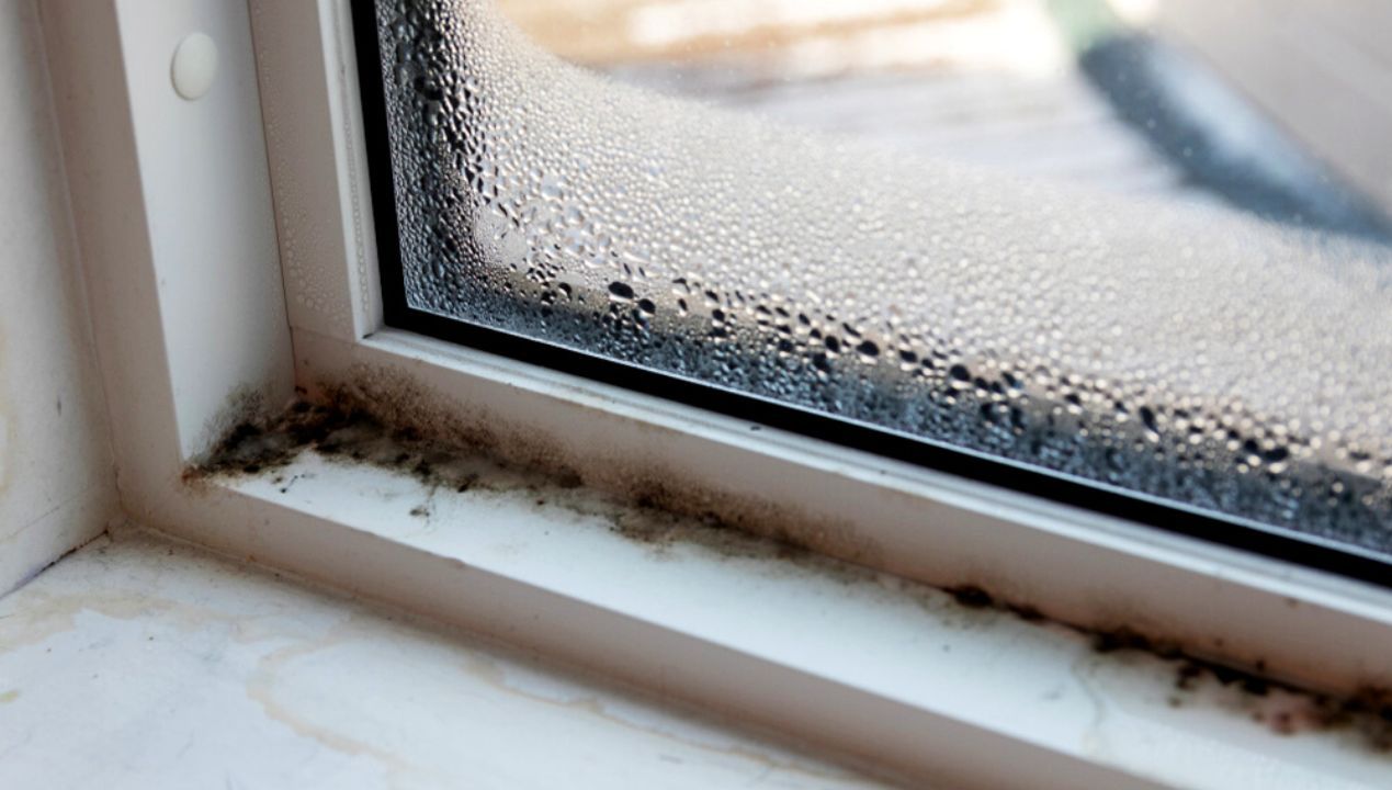 Use the Power of This Cheap Product and Get Rid of Mold from the Windowsills!