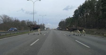 Łosie w Warszawie. "Przystanek Alaska"