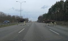 Łosie w Warszawie. "Przystanek Alaska"