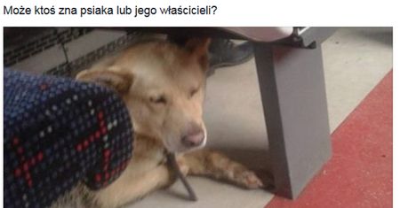 Pies, który jeździ koleją. Internauci szukają jego właściciela
