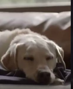 Po obejrzeniu tych nagrań zaczniesz jeździć bezpieczniej. Kampanie reklamowe, które dają do myślenia