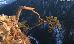 Słynna polska sosna z Sokolicy znów uszkodzona. Zniszczona gałąź boczna