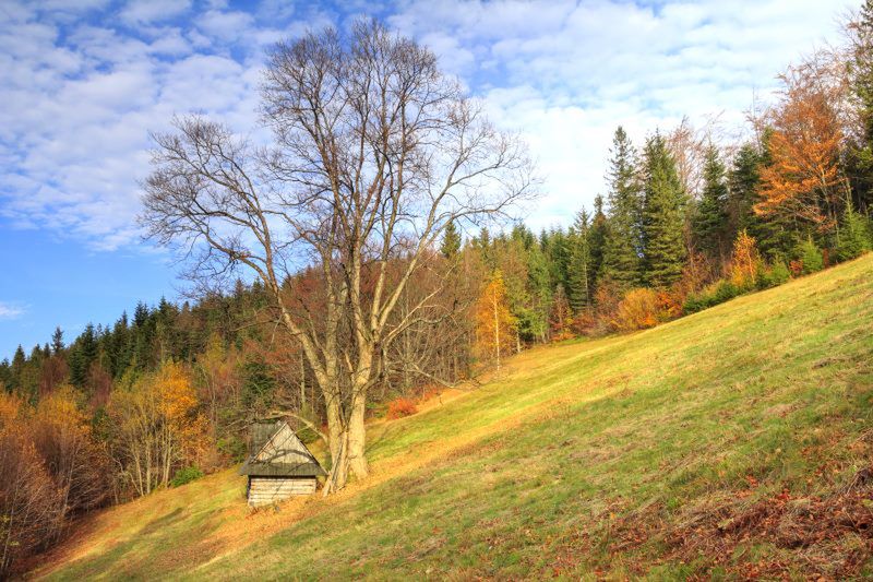 Obraz