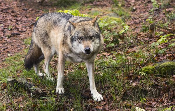 Pod Ciechanowem pojawiły się wilki