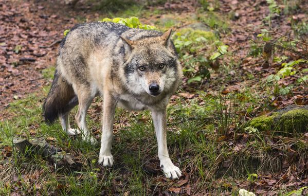 Pod Ciechanowem pojawiły się wilki