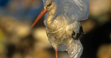 Dzień Ziemi. Zatruwamy morza i oceany 10 milionami ton plastiku i zużywamy bilion foliówek