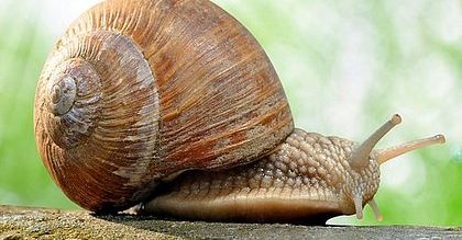 W tym roku nie będzie zbioru ślimaków winniczków na Mazurach
