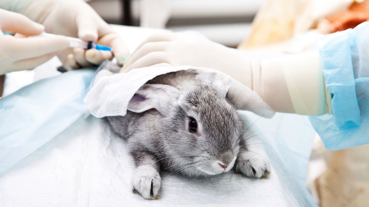 Testowanie kosmetyków na zwierzętach