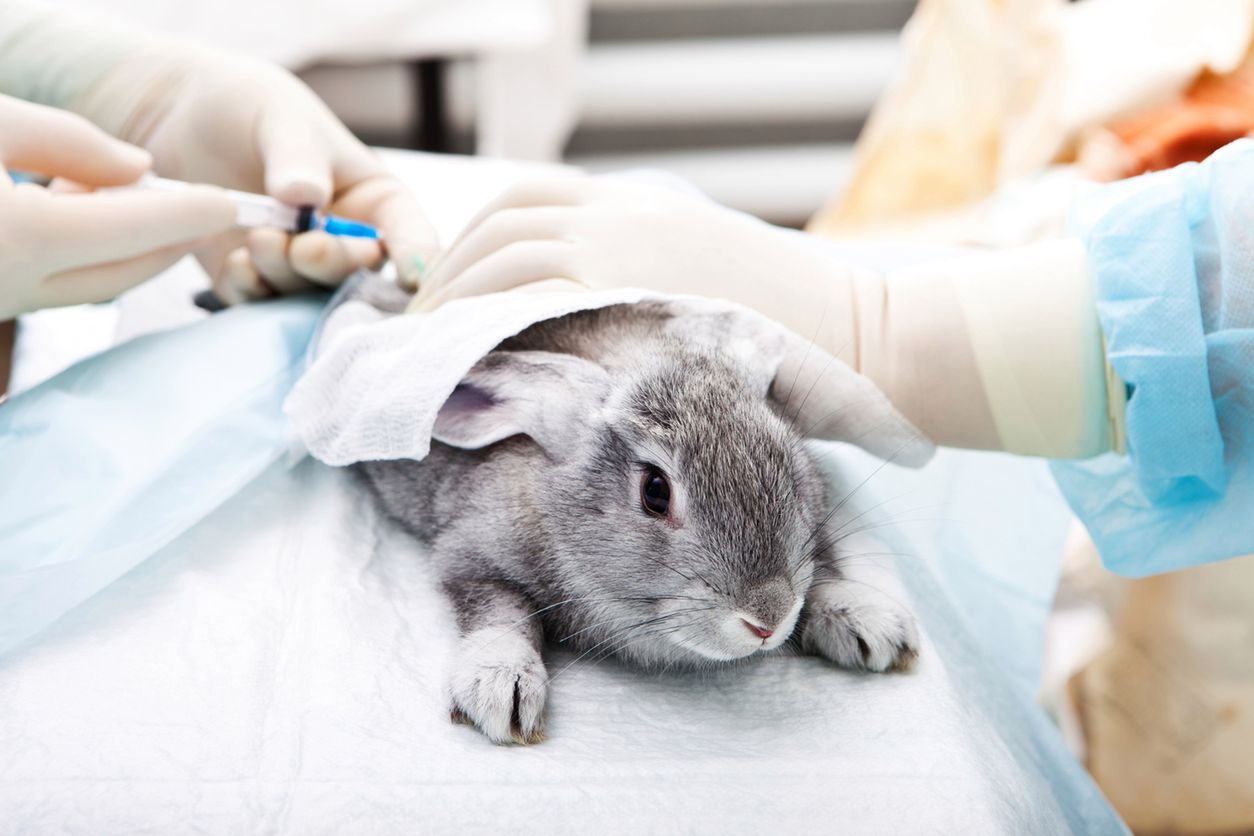 Testowanie kosmetyków na zwierzętach