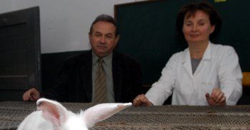 Polacy sklonowali królika