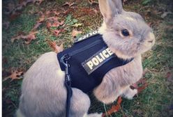 "Policyjny królik". Stołeczni policjanci złożyli nietypowe życzenia wielkanocne