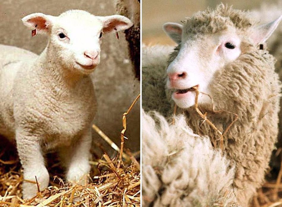 Nikt nie wierzył, że się uda. 20 lat temu urodziła się owieczka Dolly