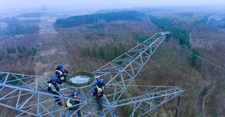 Zamontowali gniazda dla rybołowów na wysokości 65 m. Zdjęcia robią wrażenie