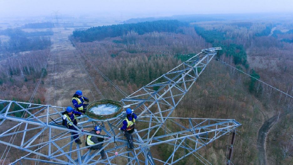 W Polsce jest tylko ok. 30 par tych pięknych ptaków