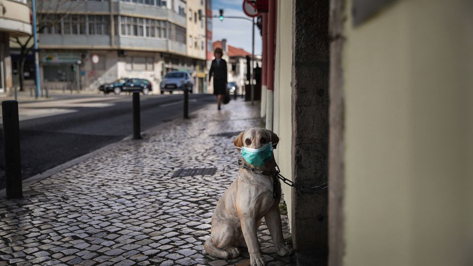 Sosnowiec: w obawie przed koronawirusem niektórzy pozbywają się zwierząt. Eksperci uspokajają, iż nie powinniśmy bać się zarażenia ze strony domowych pupili.