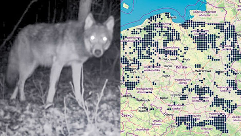 Gdzie w Polsce są wilki? Dokładna mapa polskich naukowców