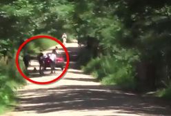 Zarzuty dla dwóch mężczyzn za pobicie operatora Polsatu w Puszczy Białowieskiej