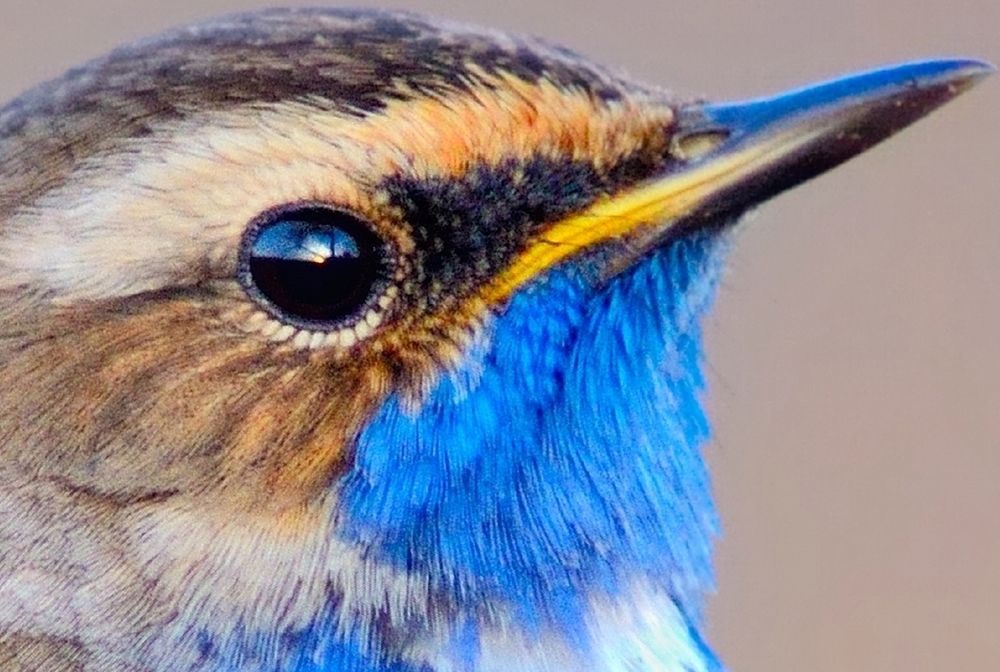 Wiesz, co lata ci nad głową? Te ptaki żyją w Polsce