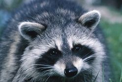 Szopy wyprały Polskę