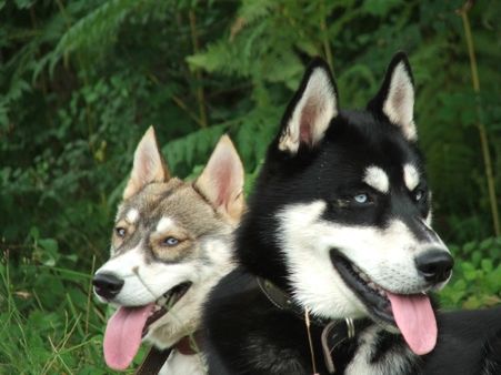 Psy husky