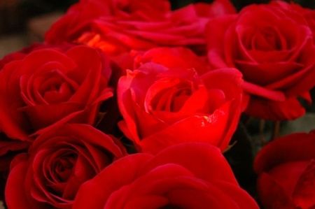 Róże – piękne, ale chorowite