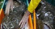 Greenpeace ocenił sieci handlowe za sprzedawane ryby