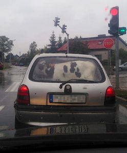 Mrowino. Cielak w oplu. Internauci mieli używanie