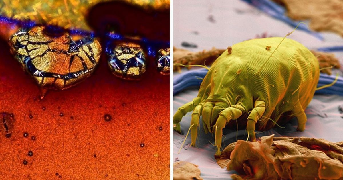 17 zwykłych rzeczy, które pod mikroskopem wyglądają niezwykle imponująco