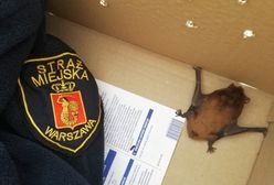 Warszawa: malutki nietoperz wleciał do piekarni przy ulicy Brackiej. Zwierzę znaleźli pracownicy lokalu