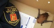 Warszawa: malutki nietoperz wleciał do piekarni przy ulicy Brackiej. Zwierzę znaleźli pracownicy lokalu