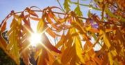 Rady na słoneczną jesień