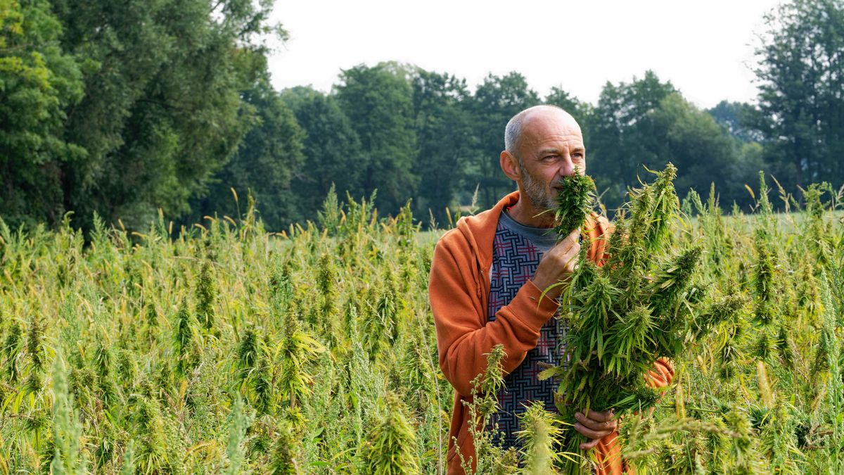 Dariusz Młynarczyk sprawdza jakość swoich plonów.