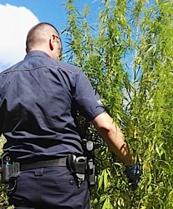 Setka krzewów konopi pod nosem uczniów. Rosły tuż obok szkoły