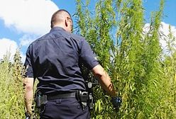 Setka krzewów konopi pod nosem uczniów. Rosły tuż obok szkoły