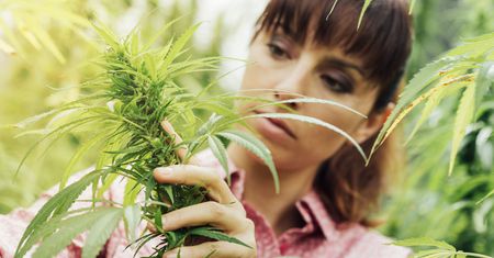 Kolejny amerykański stan legalizuje marihuanę. Tym razem Illinois
