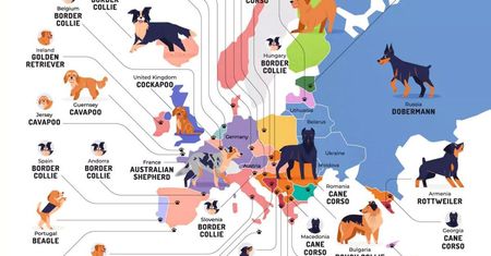 Jaka rasa psa jest najpopularniejsza w danym europejskim kraju? Oto top Starego Kontynentu