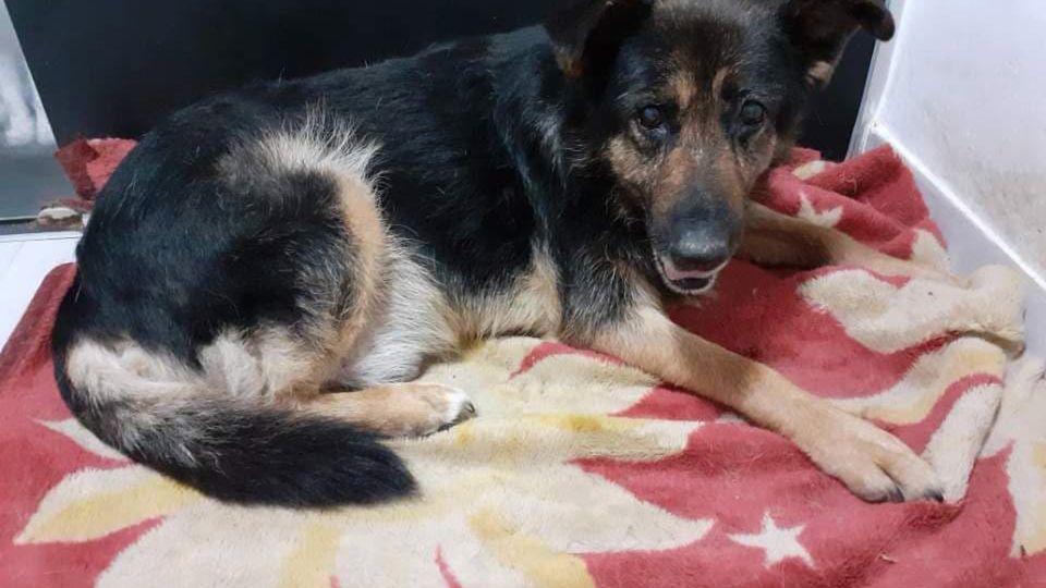 pies częstochowa opole